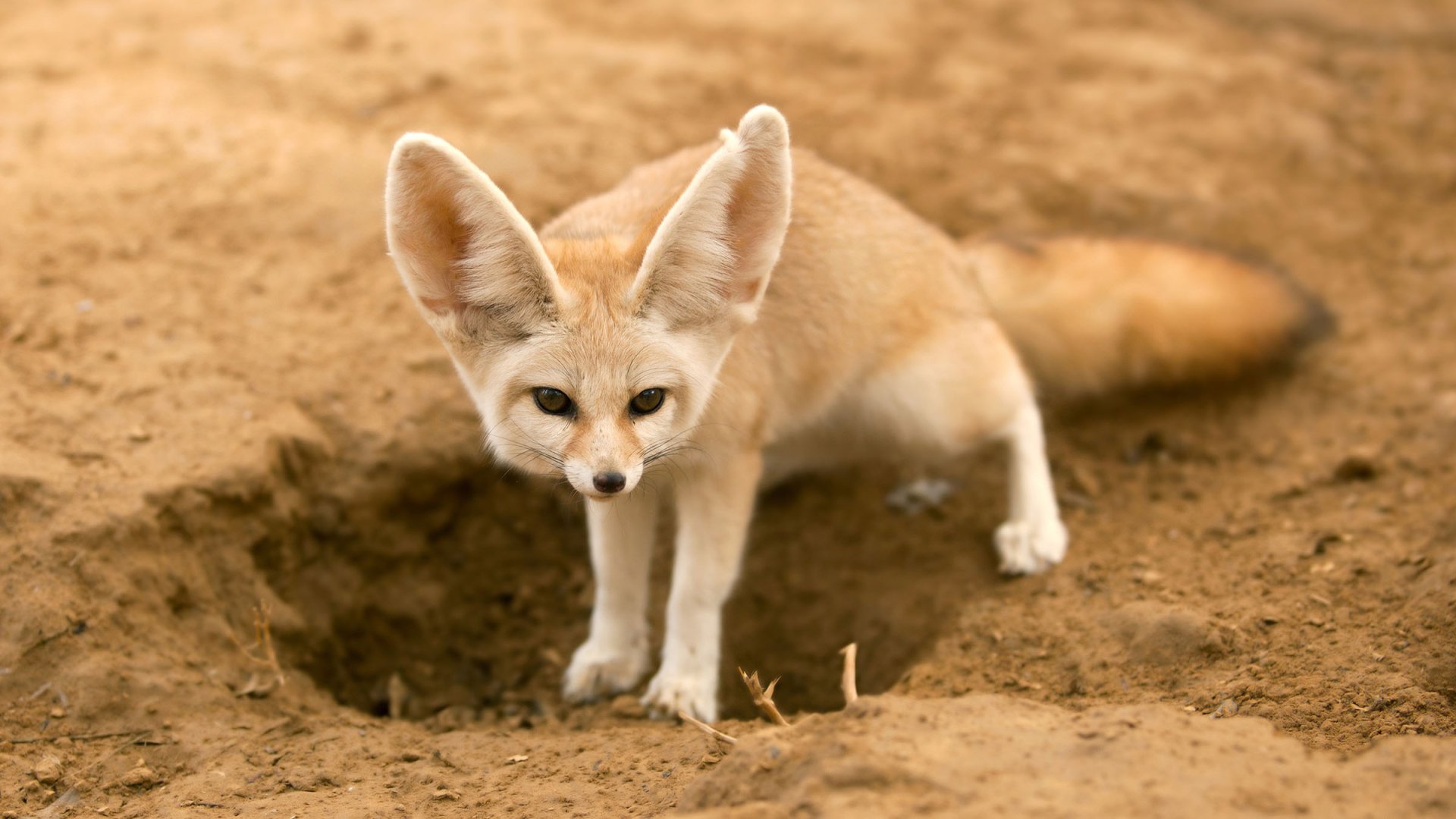 Savana fox