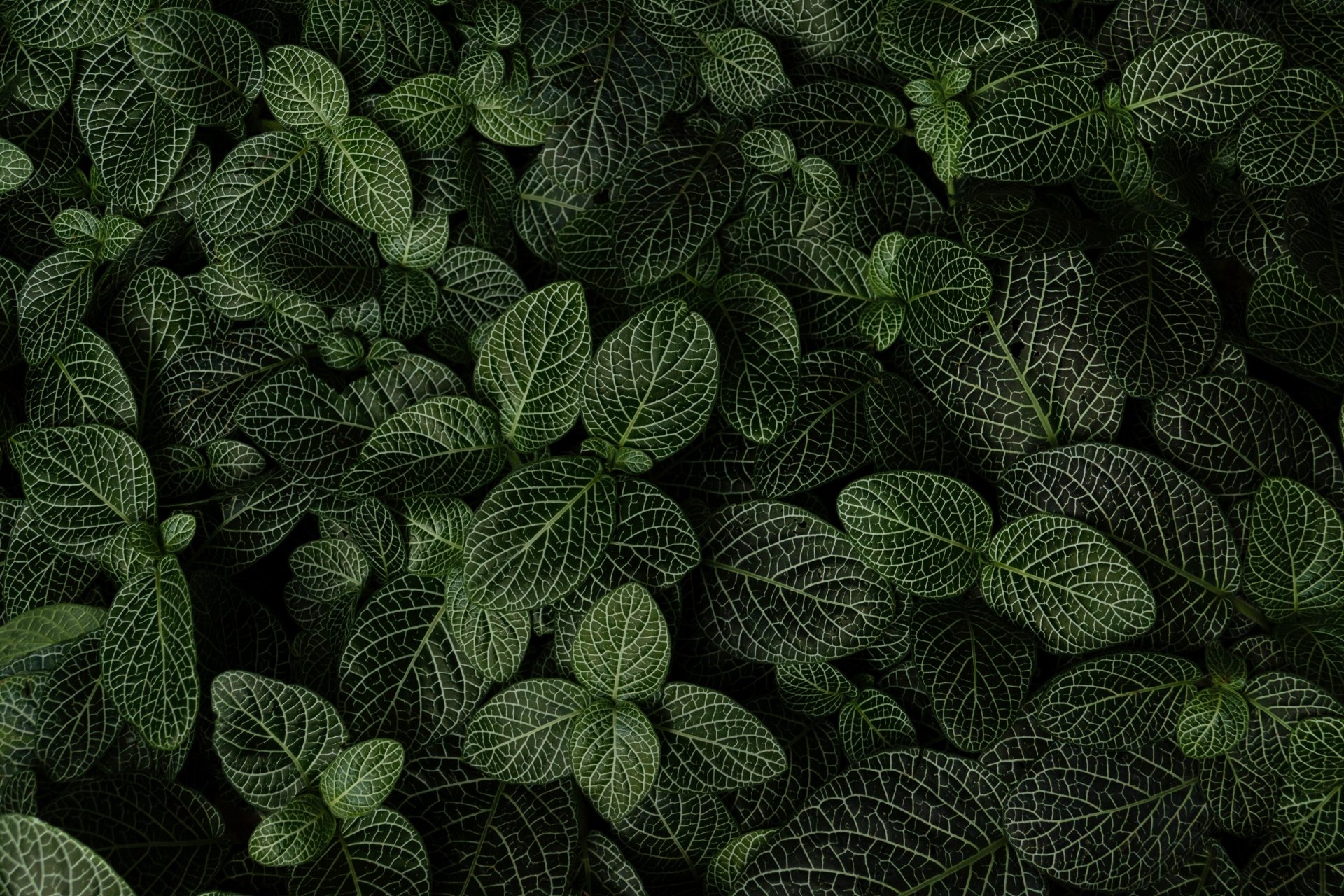 Nature Plant K Ultra HD Wallpaper