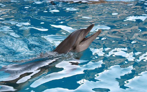 Animal - dolphin Wallpapers and Backgrounds