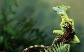 272 Lizard HD Wallpapers | Backgrounds - Wallpaper Abyss - Page 4