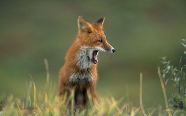Animal - fox Wallpapers and Backgrounds
