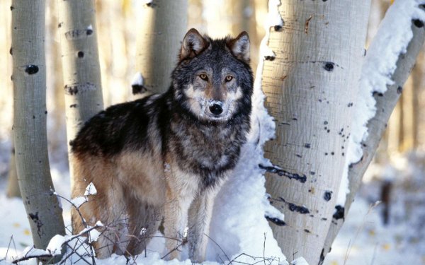 Animal - wolf Wallpapers and Backgrounds