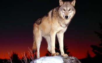 775 Wolf HD Wallpapers | Backgrounds - Wallpaper Abyss - Page 13