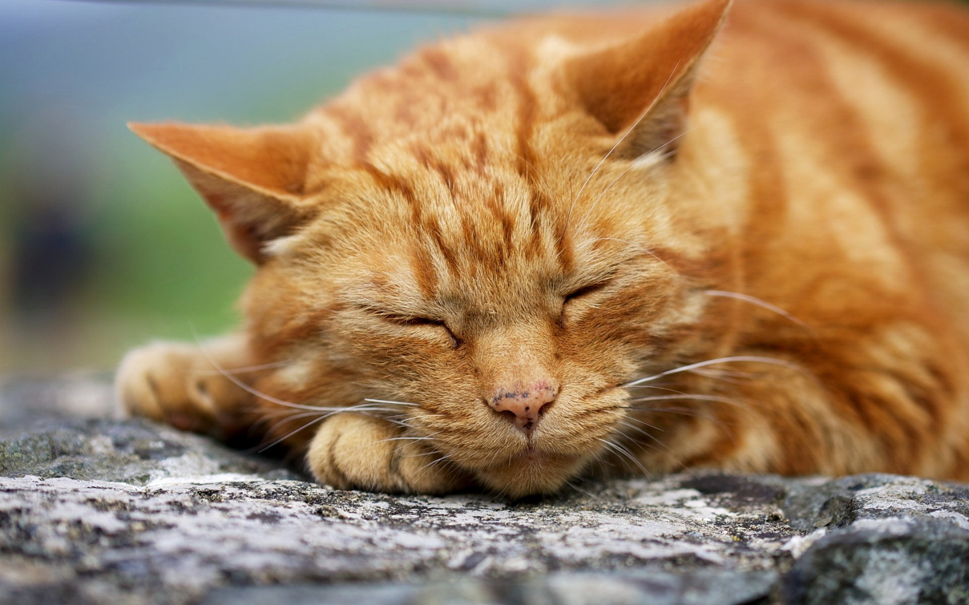 Ginger Cat Computer Wallpapers Desktop Backgrounds 1920x1200 ID 331419