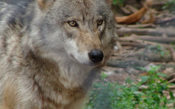 Animal - wolf Wallpapers and Backgrounds