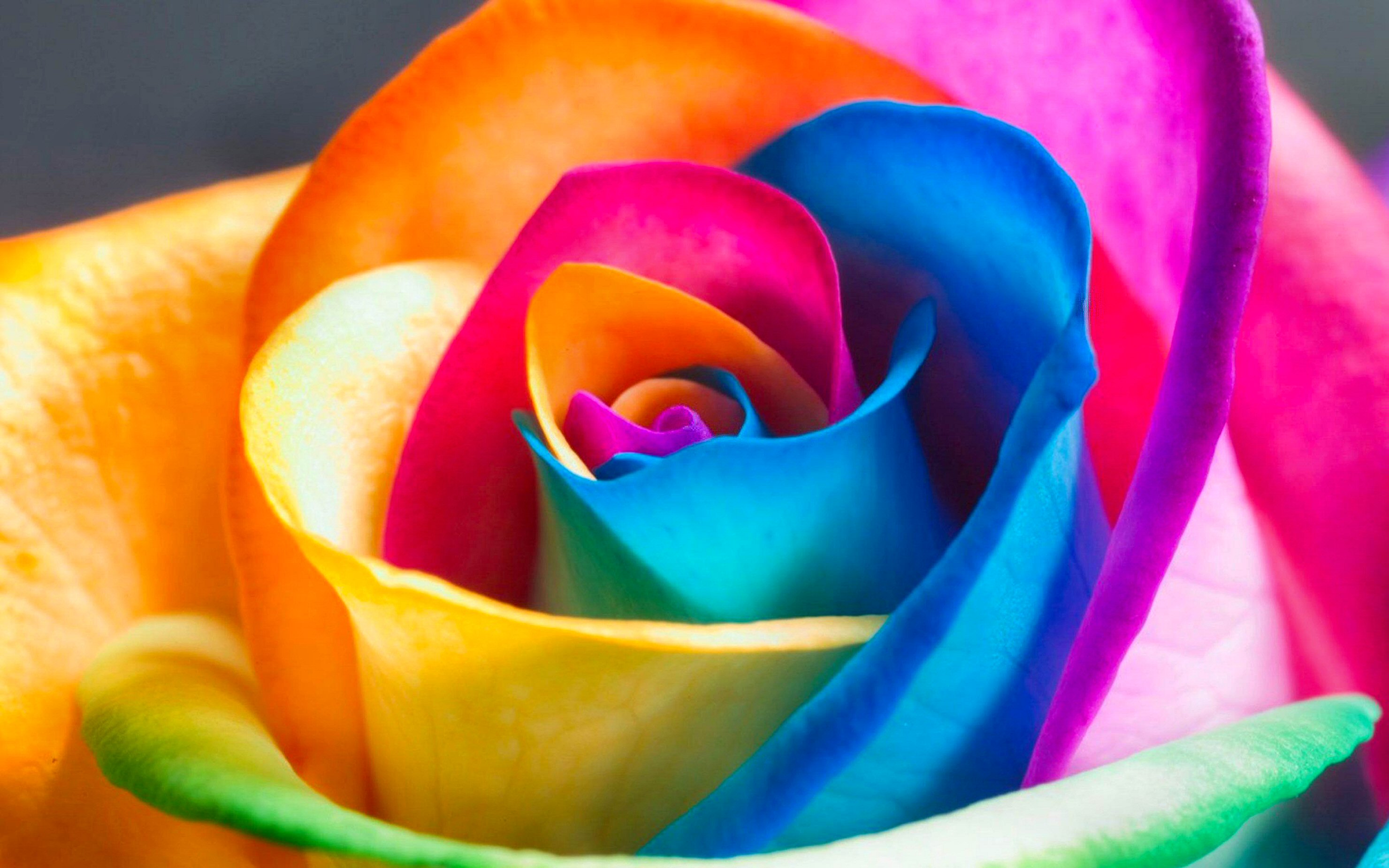 Multicolor Roses Flower