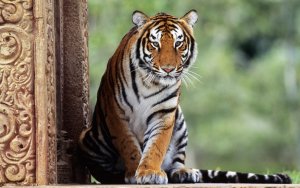 Animal - tiger Wallpaper
