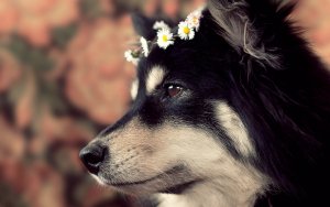 Animal - dog Wallpaper