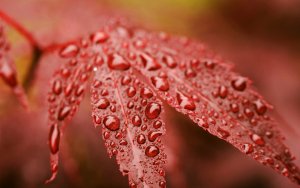 Earth - leaf Wallpaper
