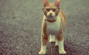 Animal - cat Wallpaper