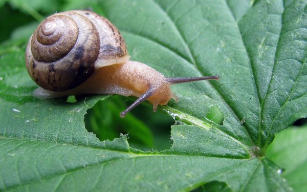 Animal - snail Wallpapers and Backgrounds