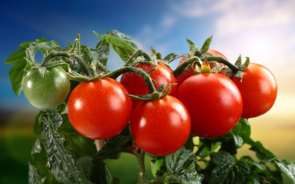 Food - tomato Wallpapers and Backgrounds