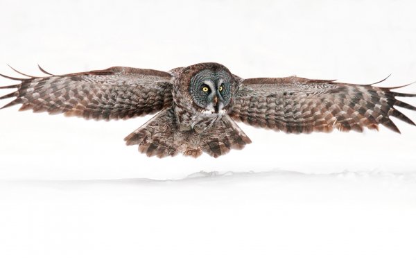 Animal - owl Wallpapers and Backgrounds