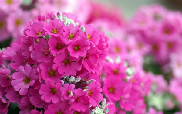 Earth - flower Wallpapers and Backgrounds