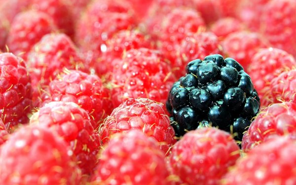 Food - Berry Wallpapers and Backgrounds