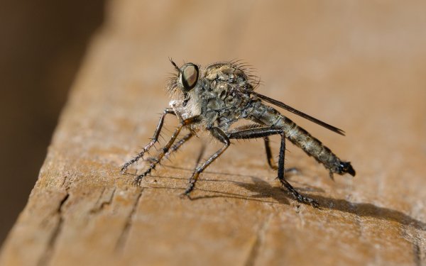 Animal - insect Wallpapers and Backgrounds