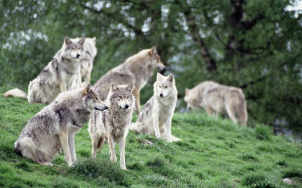 Animal - wolf Wallpapers and Backgrounds