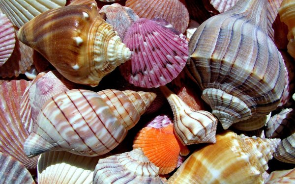 Earth - shell Wallpapers and Backgrounds