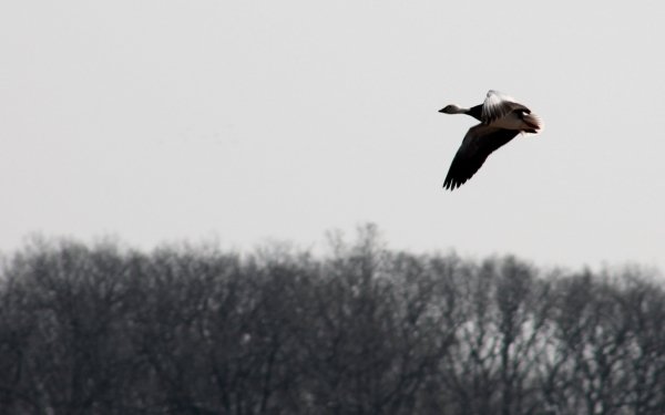 Animal - goose Wallpapers and Backgrounds