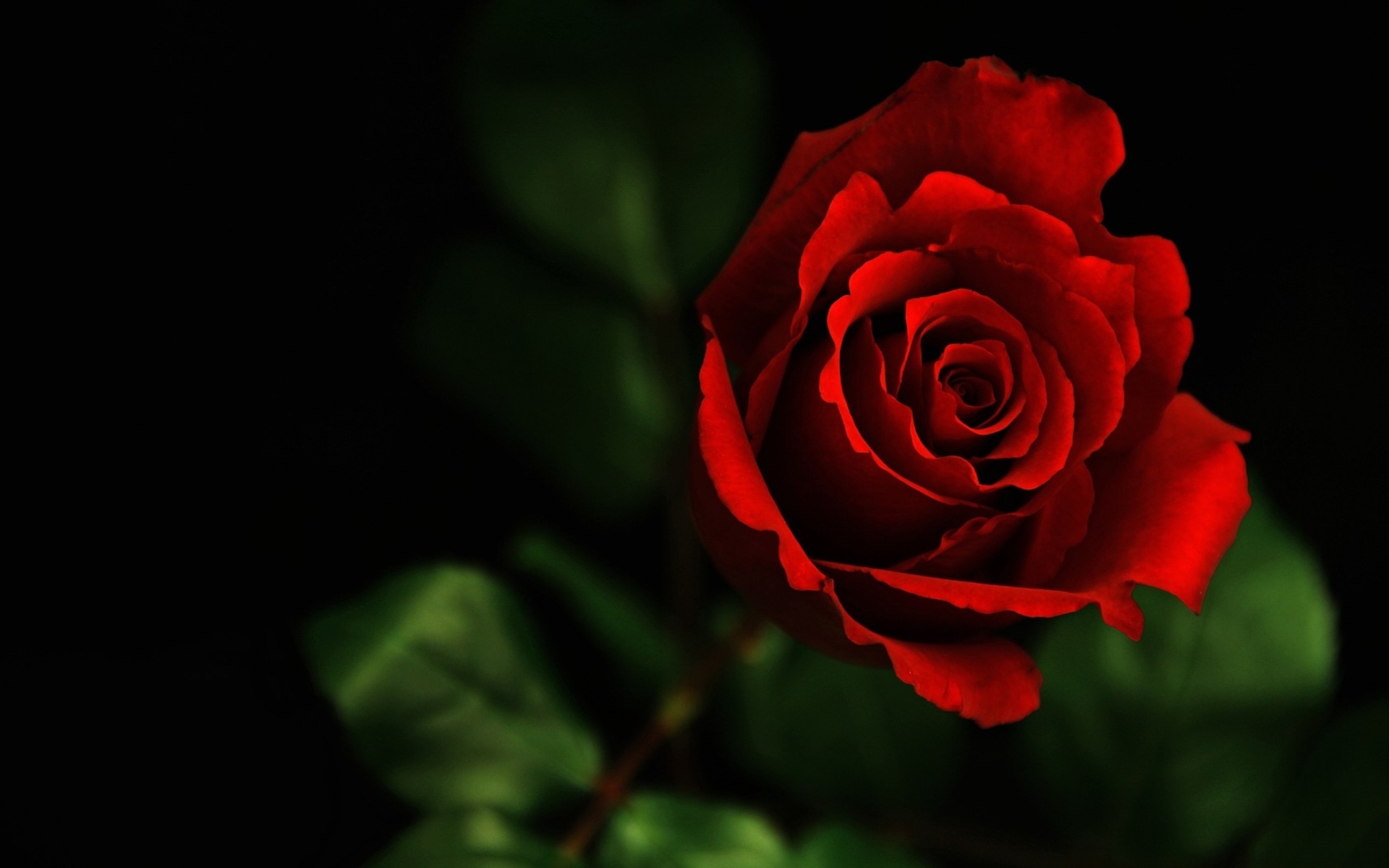 Rose HD Wallpaper