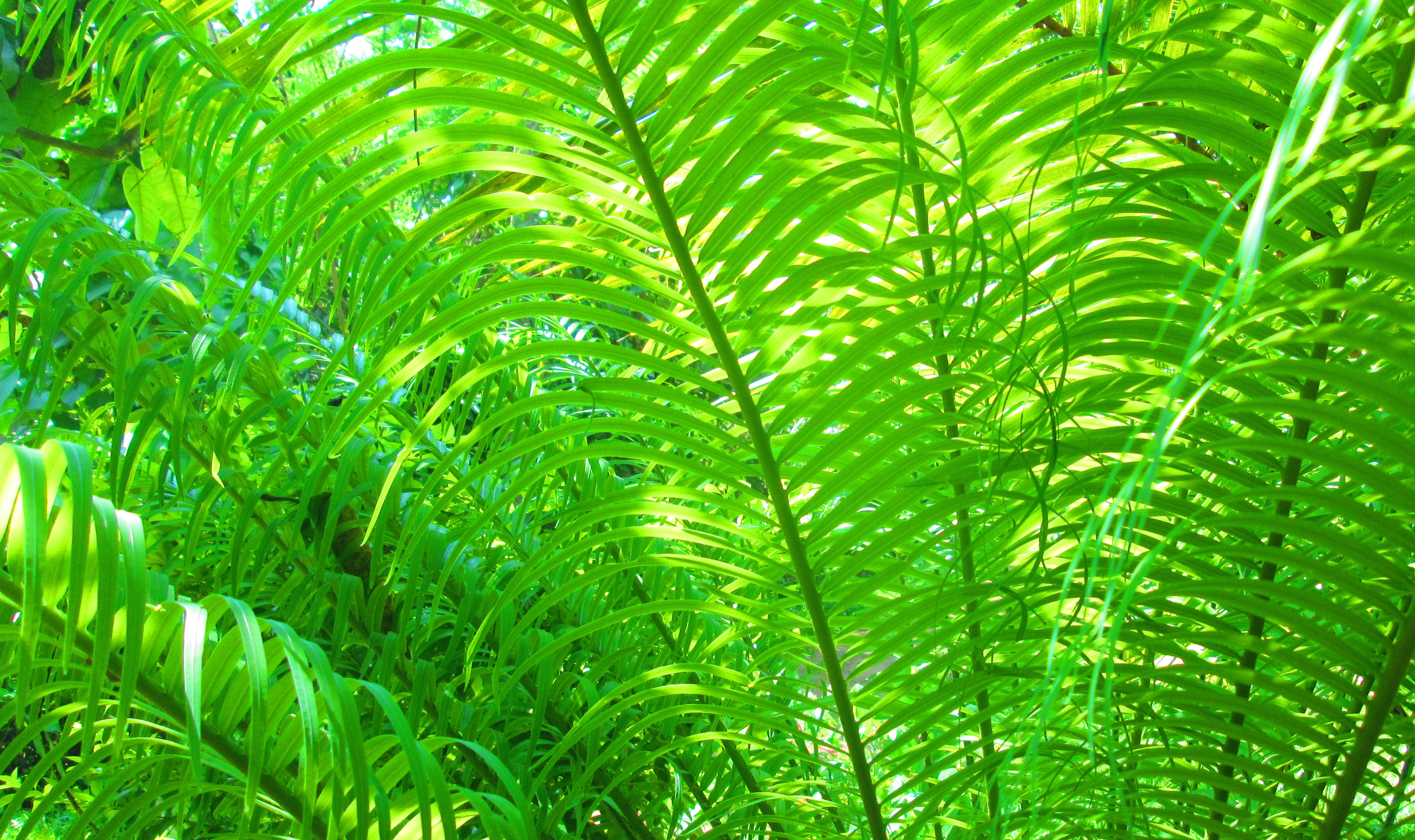 Madu Tree Computer Wallpapers Desktop Backgrounds HD Wallpapers Download Free Map Images Wallpaper [wallpaper376.blogspot.com]