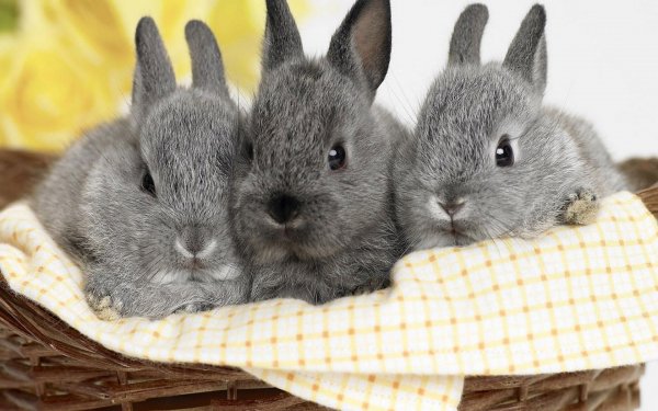 Animal - rabbit Wallpapers and Backgrounds