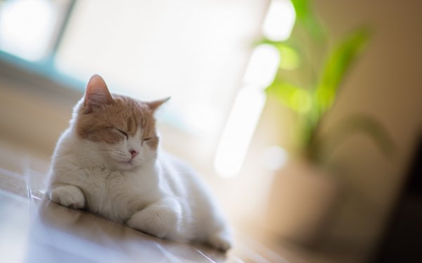 Animal - cat Wallpapers and Backgrounds