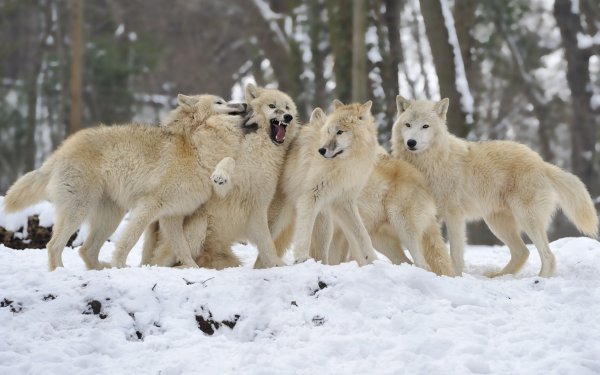 Animal - wolf Wallpapers and Backgrounds