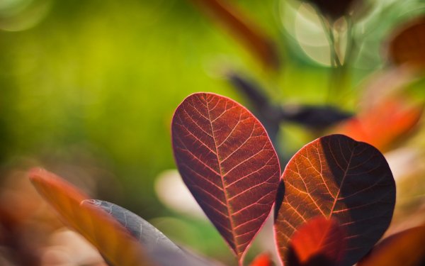 Earth - leaf Wallpapers and Backgrounds