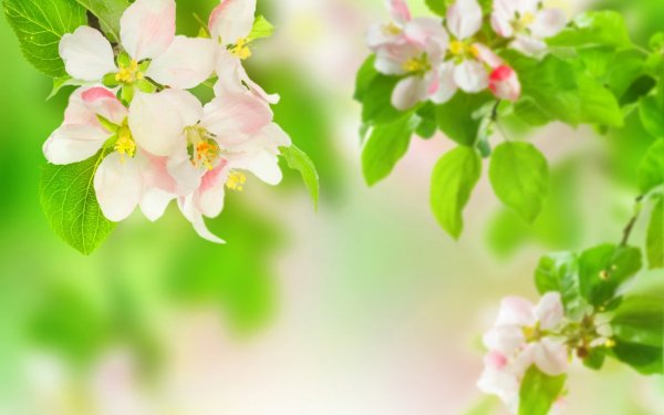 Earth - blossom Wallpapers and Backgrounds