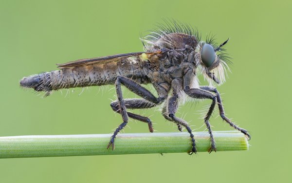 Animal - insect Wallpapers and Backgrounds