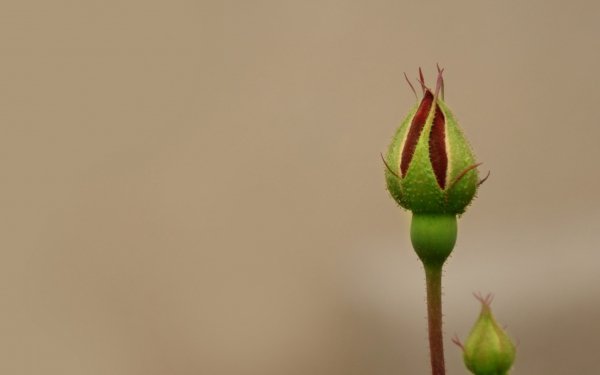 Earth - rose Wallpapers and Backgrounds