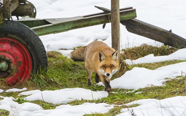 Animal - fox Wallpapers and Backgrounds