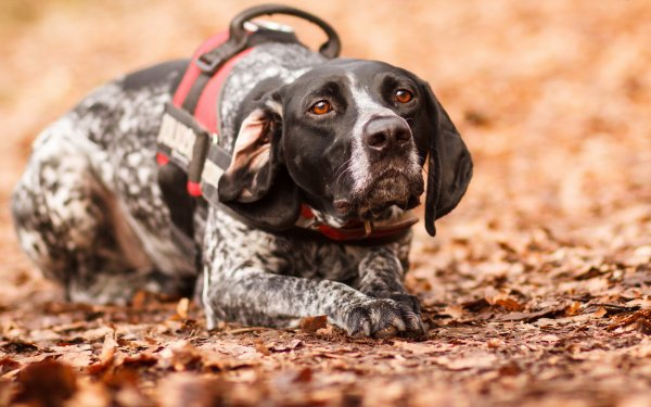 Animal - dog Wallpapers and Backgrounds