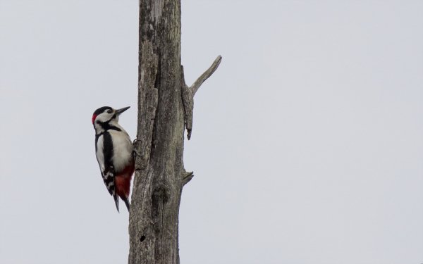 Animal - bird Wallpapers and Backgrounds