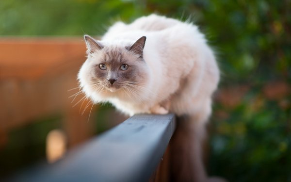 Animal - cat Wallpapers and Backgrounds