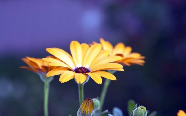 Earth - flower Wallpapers and Backgrounds