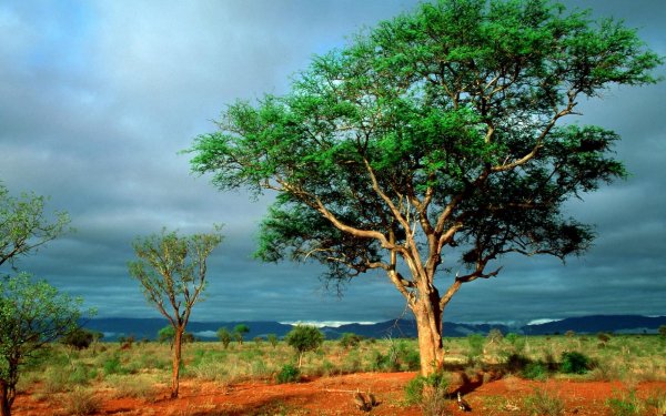 Earth - tree Wallpapers and Backgrounds