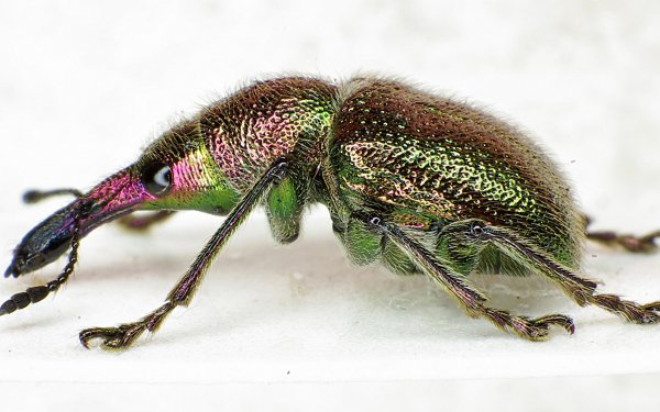 Animal - insect Wallpapers and Backgrounds