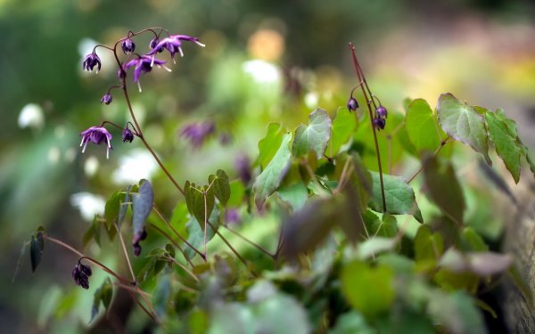 Earth - flower Wallpapers and Backgrounds