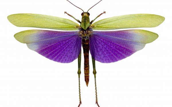 Animal - insect Wallpapers and Backgrounds