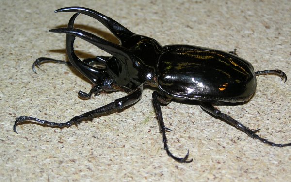 Animal - insect Wallpapers and Backgrounds