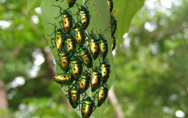 Animal - insect Wallpapers and Backgrounds