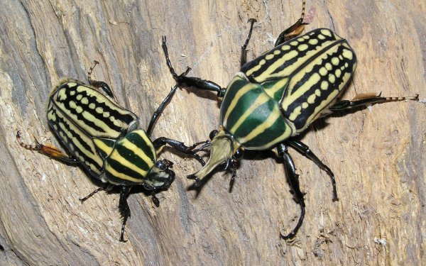 Animal - insect Wallpapers and Backgrounds