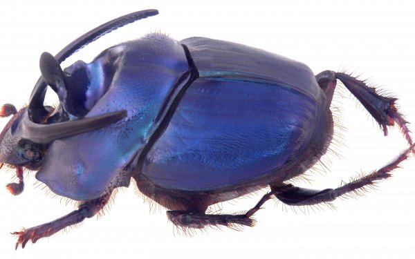 Animal - insect Wallpapers and Backgrounds