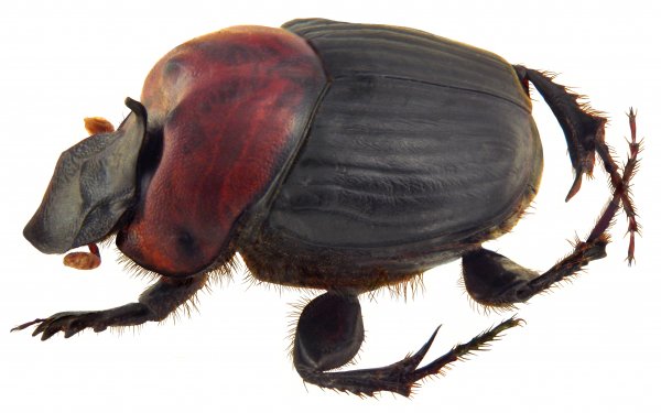 Animal - insect Wallpapers and Backgrounds