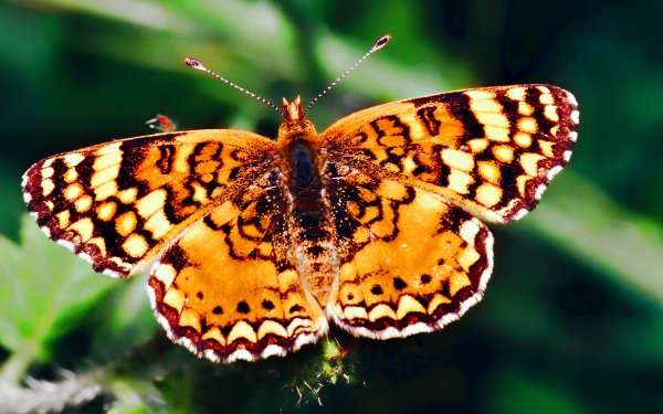Animal - butterfly Wallpapers and Backgrounds