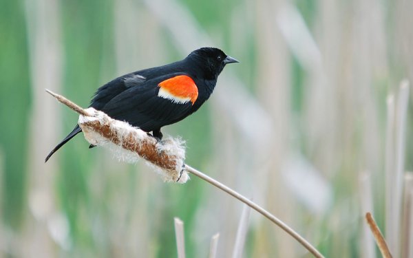 Animal - red winged blackbird Wallpapers and Backgrounds