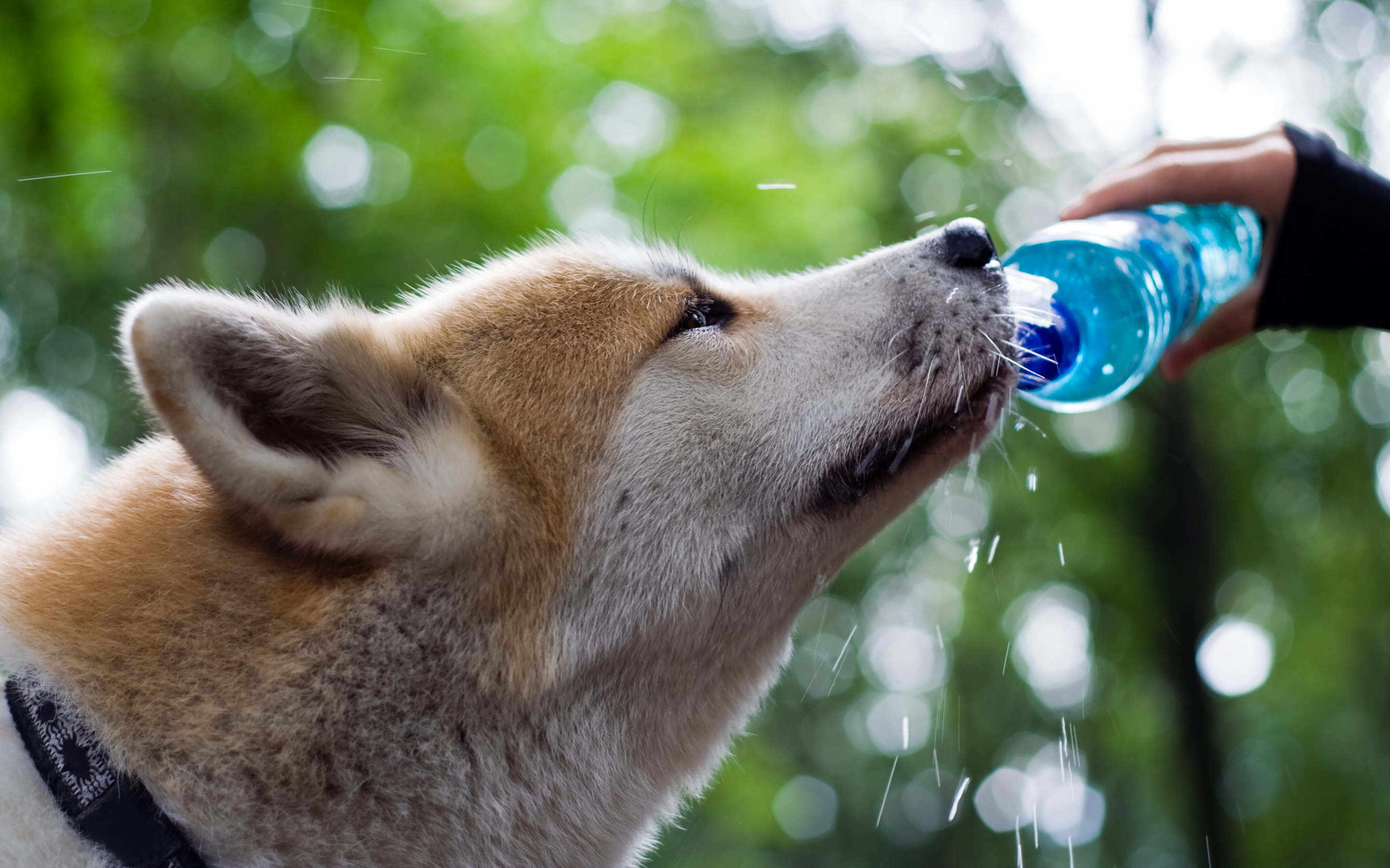 画像 かわいい癒される 柴犬 Shiba Inu Pcデスクトップ壁紙 Iphoneスマホ壁紙 Naver まとめ