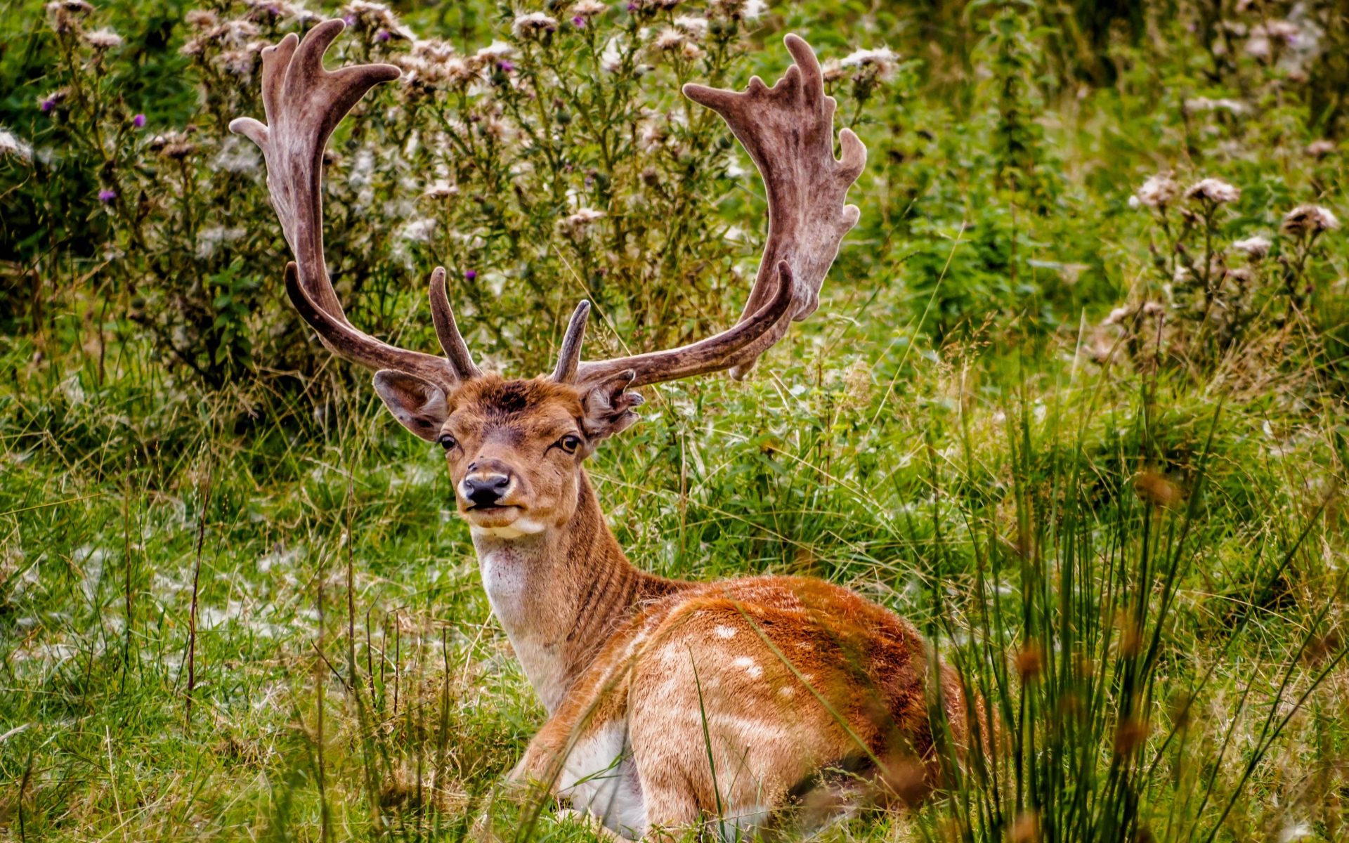 Animales Venado Fondo de Pantalla